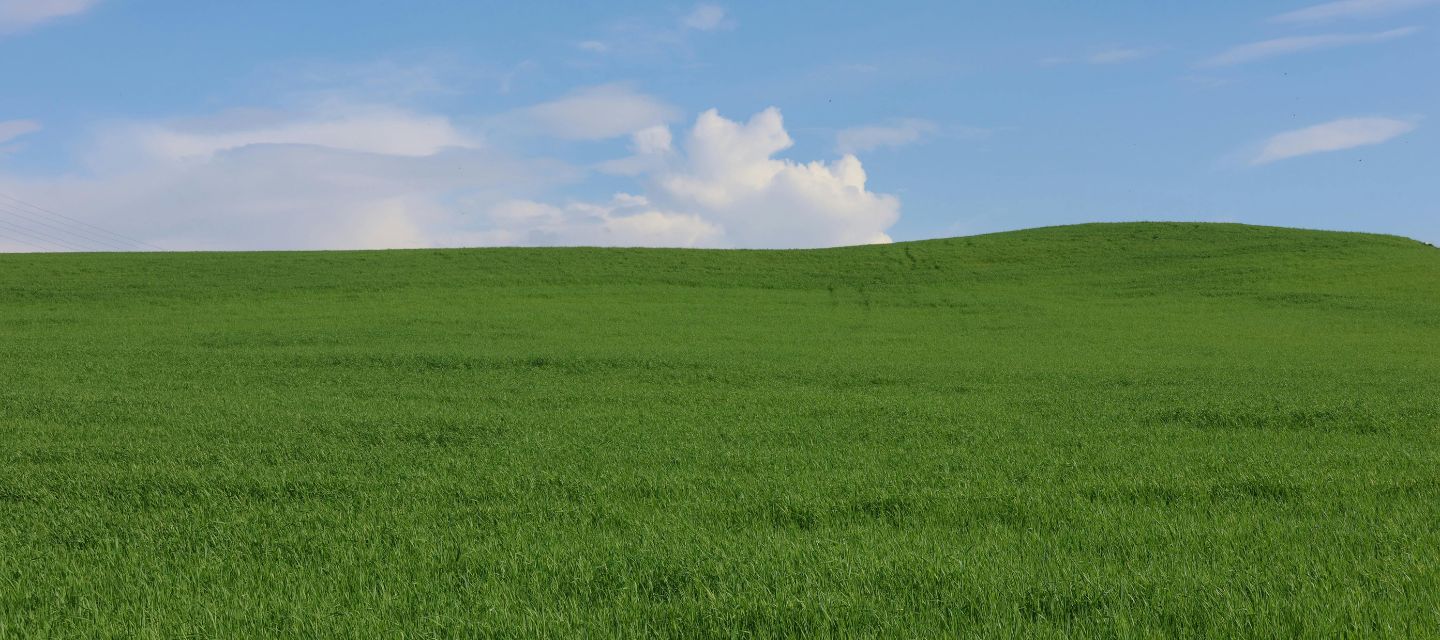 青空と広がる草原