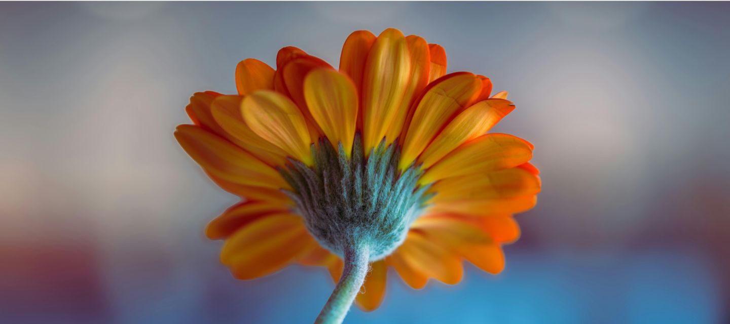 窓辺のオレンジ色の花