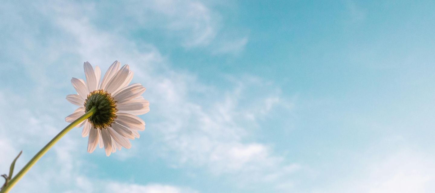 青空に向かって咲く花